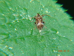 Ptinomorphus imperialis