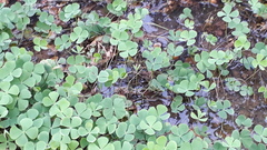 Marsilea minuta