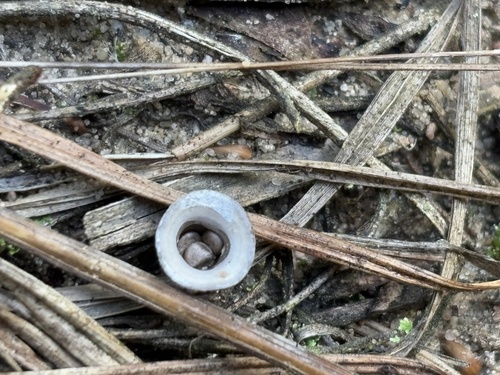 field bird's nest fungus