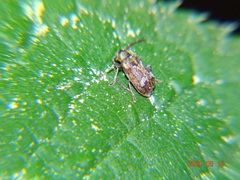 Ptinomorphus imperialis