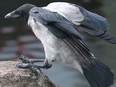 Corvus cornix
