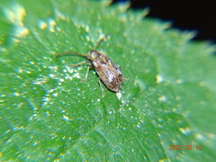 Ptinomorphus imperialis