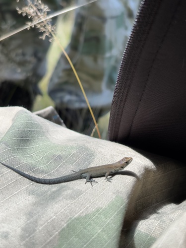 Viviparous Lizard
