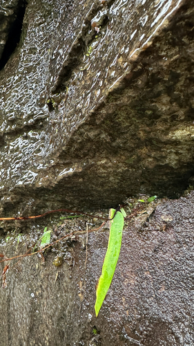 delicate amitostigma