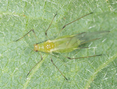 Macrosiphum euphorbiae