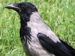 Corvus cornix