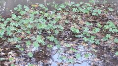 Marsilea minuta
