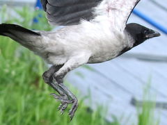 Corvus cornix