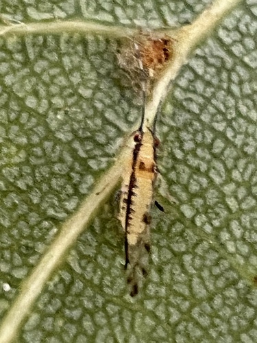 Lime Leaf Aphid photo 5