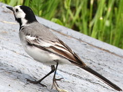 Motacilla alba