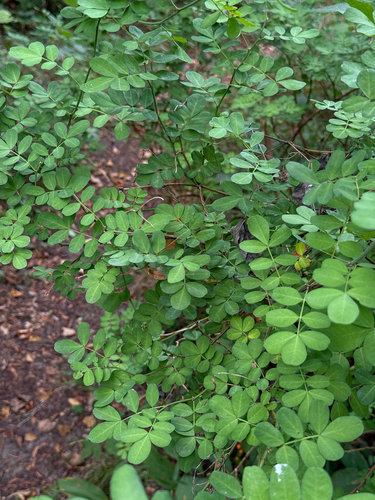 Hippocrepis emerus, photograph 3