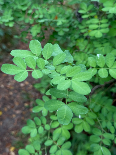 Hippocrepis emerus, photograph 2
