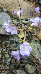 Phacelia divaricata