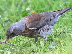 Turdus pilaris