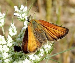 Thymelicus sylvestris