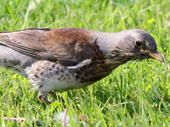 Turdus pilaris