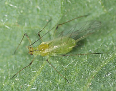 Macrosiphum euphorbiae