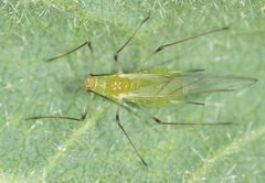Macrosiphum euphorbiae