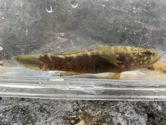 Eleotris acanthopomus