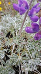 Lupinus albifrons collinus