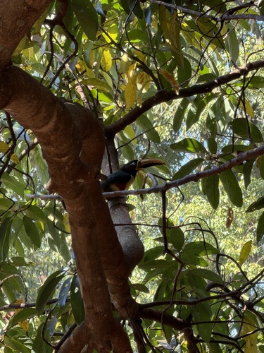Chestnut-eared Aracari