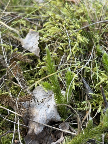 stag's-horn clubmoss