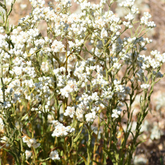 Pseudognaphalium californicum, photograph author not stated, no rights reserved