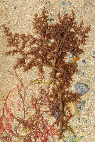 Lomentaria articulata observed 2026-06-13