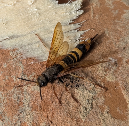 Dark-horned Trembling Woodwasp