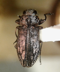 Chrysobothris mescalero