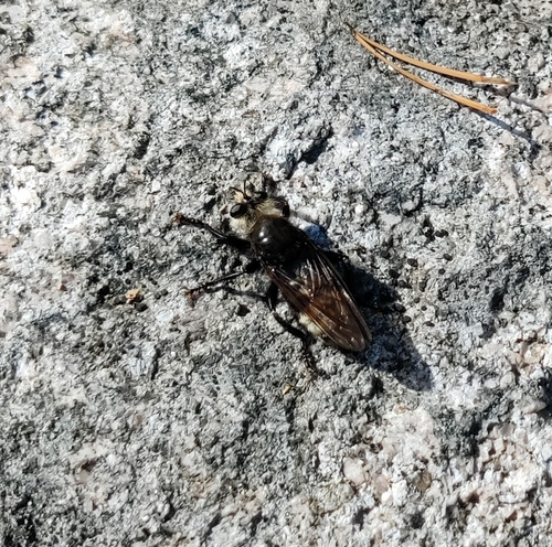 Laphria gibbosa