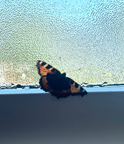 Small Tortoiseshell