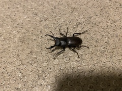 Dorcus rectus rectus