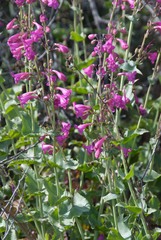 Penstemon pseudospectabilis