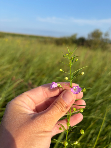 slender false foxglove