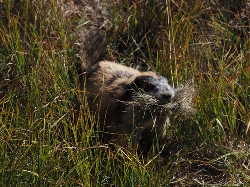 Olympic Marmot observed by araminty