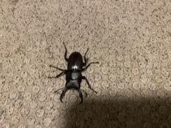 Dorcus rectus rectus