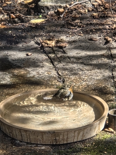 European Robin