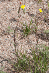 Camissoniopsis confusa