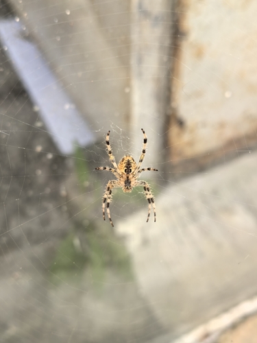 Cross Orbweaver