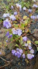 Phacelia divaricata