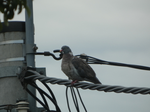 Common Wood-Pigeon