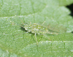 Tinocallis ulmiparvifoliae