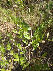 (c) Pere Barnola, some rights reserved (CC BY-SA) Coriaria myrtifolia, photograph (c) Pere Barnola, some rights reserved (CC BY-SA)