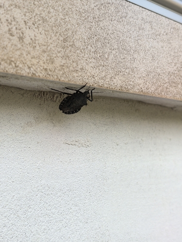 Mediterranean Spiny Stink Bug