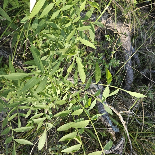 Western Soapberry