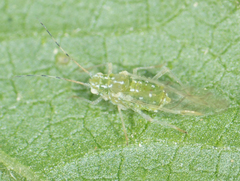 Tinocallis ulmiparvifoliae