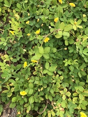 Arachis duranensis