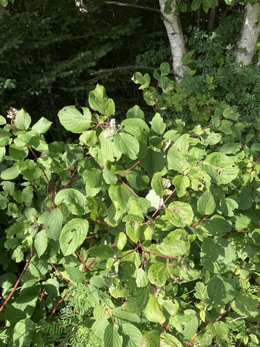 red osier dogwood