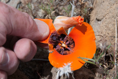 Calochortus kennedyi kennedyi